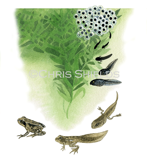 Common Frog Life Cycle (Rana temporaria) RA135