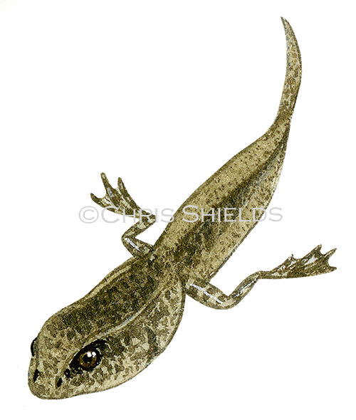 Common Frog tadpole (Rana temporaria) RA136b