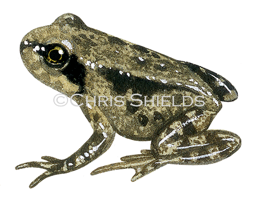 Common Froglet  (Rana temporaria) RA136d