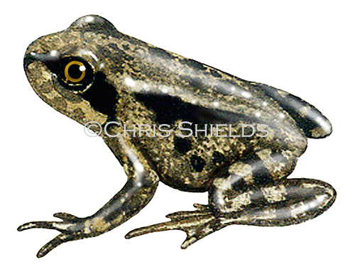 Common Froglet  (Rana temporaria) RA136d