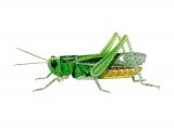 Common Green Grasshopper (Omocestus viridulus) IN001