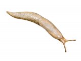 Slug (Common Grey Field) Deroceras reticulatum OS002