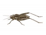 Common Groundhopper (Tetrix undulata) IN001