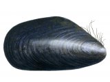 Mussel (Common) Mytilus edulis OS001