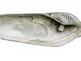 Common Piddock (Pholas dactylus) OS003