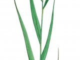 Common Reed (Phragmites australis) BT0125