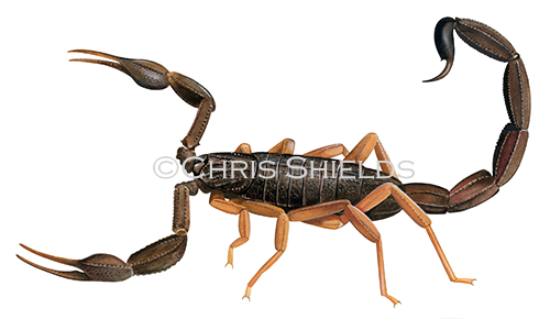 Common Scorpion (Centuroides gracilis) TA0015