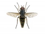 Common Stiletto Fly (Thereva nobilitata) IN001