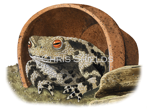 Common Toad (Bufo bufo) RA144