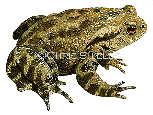 Common Toad (Bufo bufo) RA145