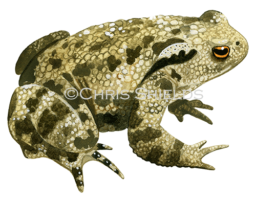 Common Toad (Bufo bufo) RA147