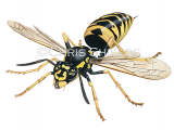 Common Wasp (Vespula vugaris) IH0050