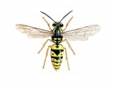 IH066 - Common Wasp worker (Vespula vulgaris)