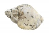 Common Whelk (Buccinum undatum)  OS004