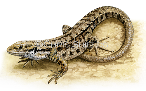 Common or Viviparous Lizard (Zootoca vivipara) R0028