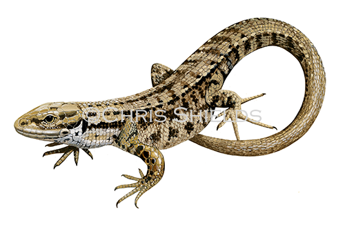 Common or Viviparous Lizard (Zootoca vivipara) R0029