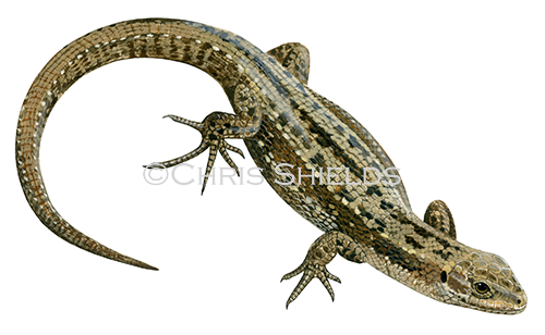 Common or Viviparous Lizard (Zootoca vivipara) R007