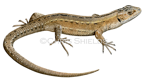 Common or Viviparous Lizard male (Zootoca vivipara) R0032