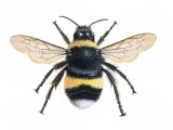 Bumblebee (White-tailed) (queen) Bombus lucorum IN001