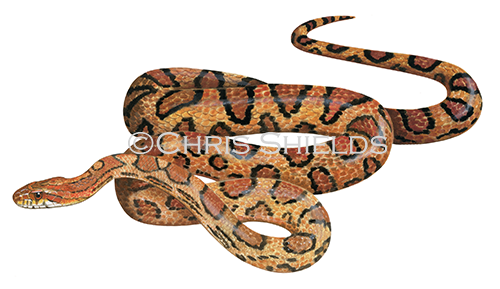 Corn Snake (Pantherophis guttatus) RS233