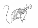 Cottontop Tamarin Skeleton (Saguinus oedipus) M002