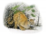Cougar (Puma concolor) M001