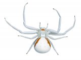 Crab Spider female (Misumena vatia) OS001