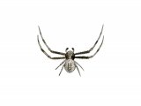 Crab Spider male (Misumena vatia) OS003