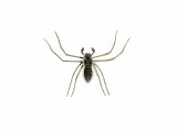 Crab Spider male (Philodromus dispor ) OS007
