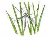 Crane Fly (Tipula oleracea) IN004