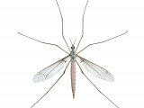 Crane fly (Tipula paludosa) IN002