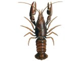 Crayfish (Austropotamobius pallipes) OS003