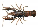 Crayfish (Austropotamobius pallipes) OS004
