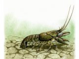 Crayfish (Austropotamobius pallipes) OS001