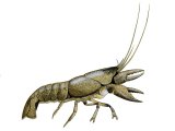Crayfish (Austropotamobius pallipes) OS002