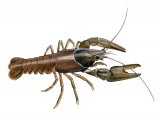 Crayfish (Austropotamobius pallipes) OS005