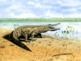 R017 - Nile Crocodile (Crocodylus niloticus)