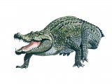 R016 - Nile Crocodile (Crocodylus niloticus)