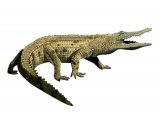 R013 - Nile Crocodile (Crocodylus niloticus)