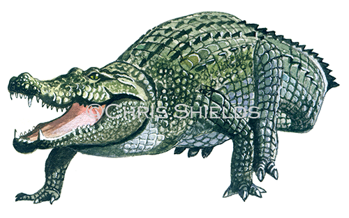 Crocodile (Crocodylus niloticus) R0016