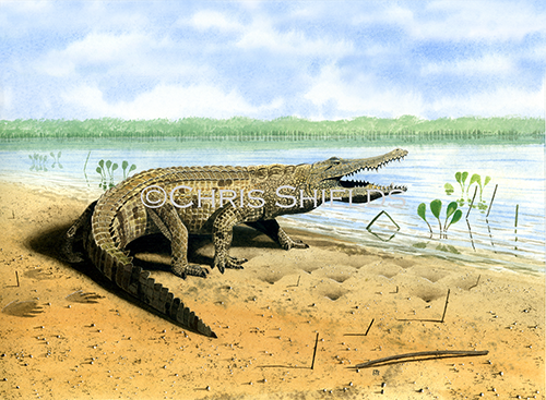Crocodile (Crocodylus niloticus) R0017
