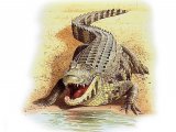 R012 - Nile Crocodile (Crocodylus niloticus)