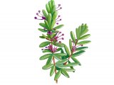Crowberry Flowers (Empetrum nigrum) BT0197