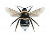 CuckooBumblebee (Bombus bohemicus) (male) IN001