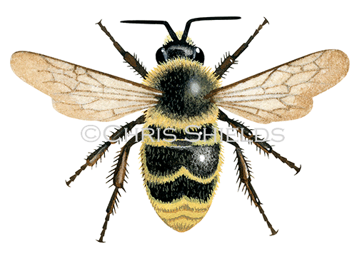Cuckoo Bumblebee male (Bombus campestris) IH0044