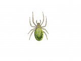 Cucumber Green Spider (Araniella cucurbitina) OS001