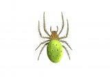 Cucumber Green Spider (Araniella cucurbitina) OS002