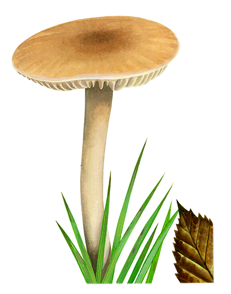 Cuphophyllus (Hygrocybe) pratensis var pratensis (Meadow Waxcap) FU0188