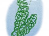 Curly Water Thyme (Lagarosiphon major) BT0108