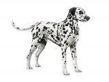 Dalmatian Dog (Canis lupus familiaris) M005